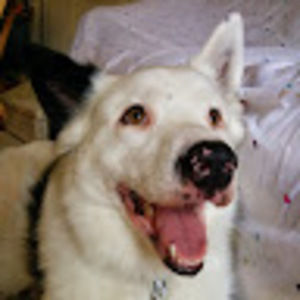 Meet your Posher, Vincent